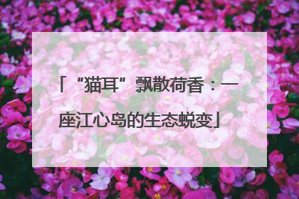 “猫耳”飘散荷香：一座江心岛的生态蜕变