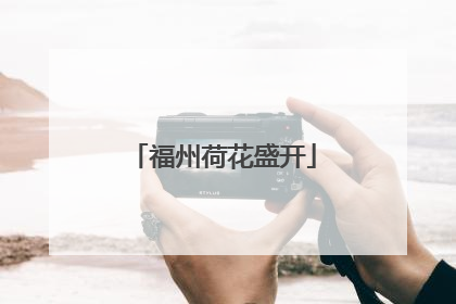 福州荷花盛开