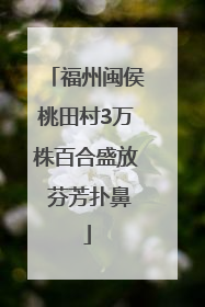 福州闽侯桃田村3万株百合盛放 芬芳扑鼻