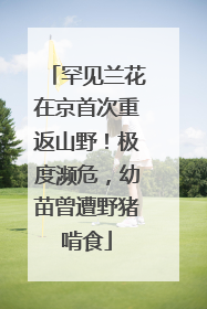 罕见兰花在京首次重返山野！极度濒危，幼苗曾遭野猪啃食