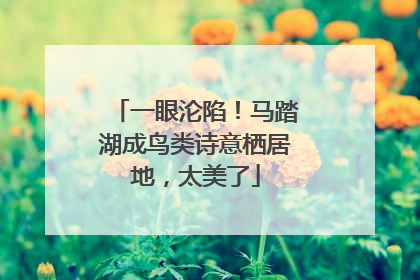 一眼沦陷！马踏湖成鸟类诗意栖居地，太美了