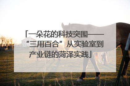 一朵花的科技突围——“三用百合”从实验室到产业链的菏泽实践