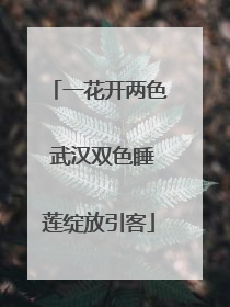 一花开两色 武汉双色睡莲绽放引客