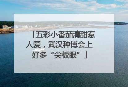 五彩小番茄清甜惹人爱，武汉种博会上好多“尖板眼”