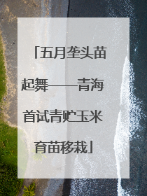 五月垄头苗起舞——青海首试青贮玉米育苗移栽