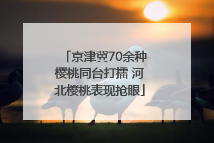 京津冀70余种樱桃同台打擂 河北樱桃表现抢眼