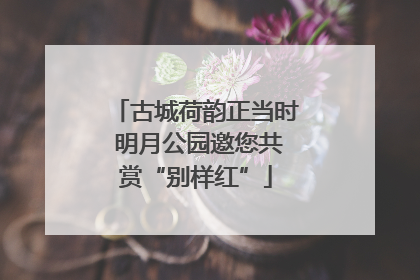 古城荷韵正当时 明月公园邀您共赏“别样红”