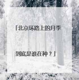 北京环路上的月季到底是谁在种？