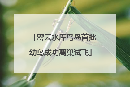 密云水库鸟岛首批幼鸟成功离巢试飞