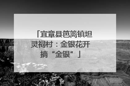宜章县笆篱镇坦灵祠村：金银花开摘“金银”