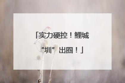 实力硬控！鲤城“圳”出圈！