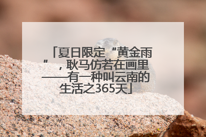 夏日限定“黄金雨”，耿马仿若在画里——有一种叫云南的生活之365天