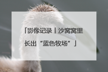 影像记录丨沙窝窝里长出“蓝色牧场”