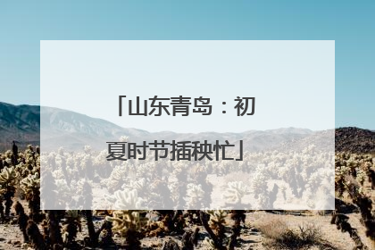 山东青岛：初夏时节插秧忙