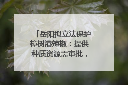 岳阳拟立法保护樟树港辣椒：提供种质资源需审批，违规最高罚5万