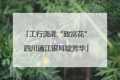 工行浇灌“致富花” 四川通江银耳绽芳华