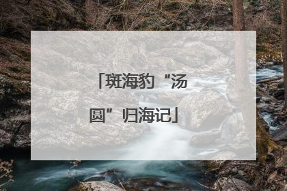 斑海豹“汤圆”归海记