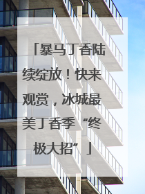 暴马丁香陆续绽放！快来观赏，冰城最美丁香季“终极大招”
