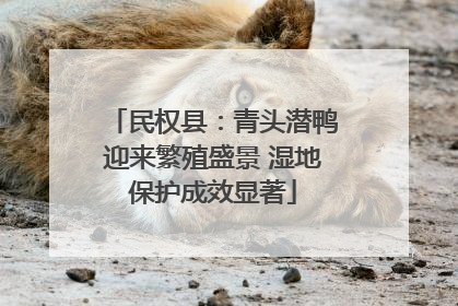 民权县：青头潜鸭迎来繁殖盛景 湿地保护成效显著