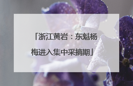 浙江黄岩：东魁杨梅进入集中采摘期