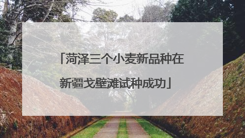 菏泽三个小麦新品种在新疆戈壁滩试种成功