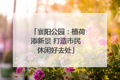 襄阳公园：植荷添新景 打造市民休闲好去处