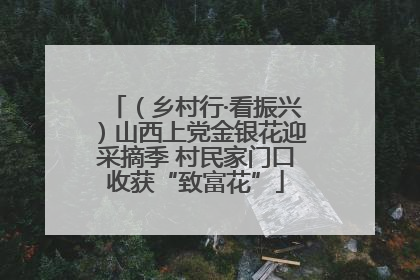（乡村行·看振兴）山西上党金银花迎采摘季 村民家门口收获“致富花”
