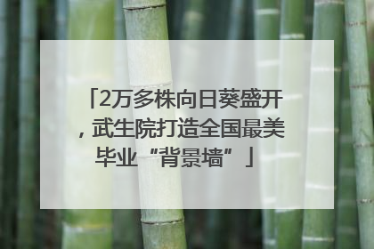 2万多株向日葵盛开，武生院打造全国最美毕业“背景墙”